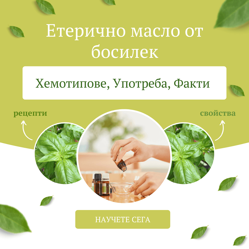 Етерично масло от Босилек